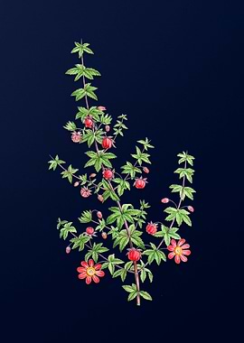Blue Floral Illustration