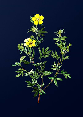 Blue Floral Illustration