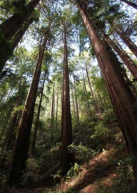Muir Woods California