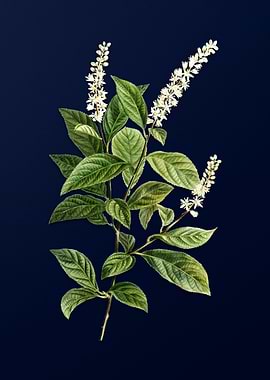 Blue Floral Illustration