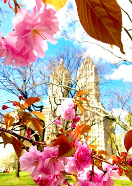 Central Park Blossoms