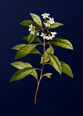 Blue Floral Illustration