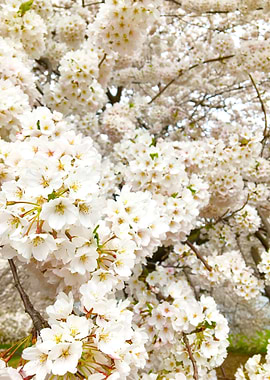 White Blossoms on Tree