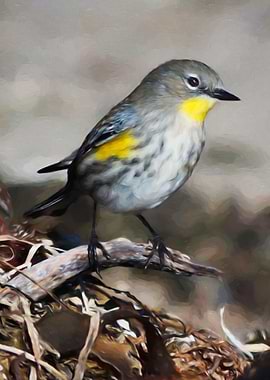 Yellow Rumped Warbler