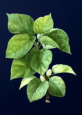 Botanical Painting on Blue