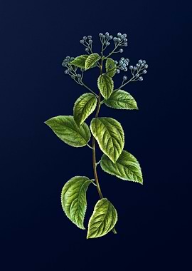 Blue Floral Illustration