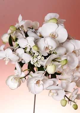 orchid white