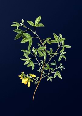 Blue Floral Illustration