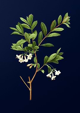 Blue Floral Illustration