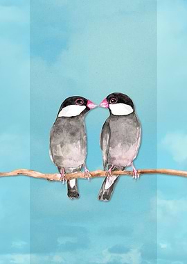 Two kissing Java sparrows