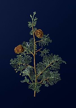 Blue Floral Illustration