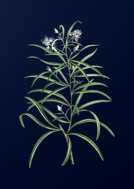 Blue Floral Illustration