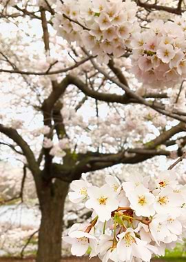 White Blossom Cluster