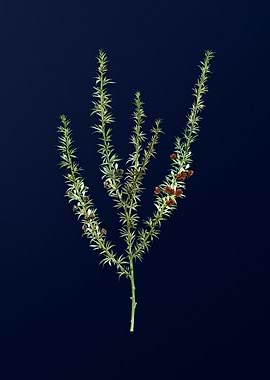 Botanical Painting on Blue