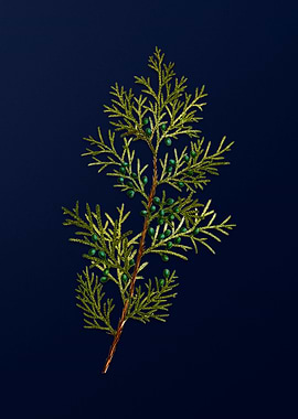 Botanical Painting on Blue