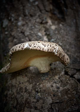 Tree Fungus