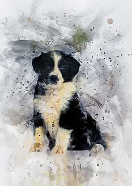 Border Collie Puppy