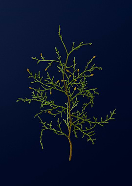 Botanical Painting on Blue