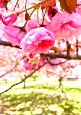 Pink Hanging Tree Blossom