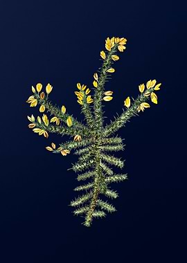 Blue Floral Illustration