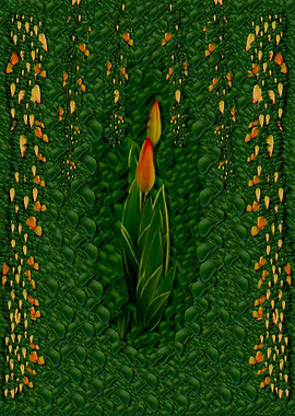 Sakura tulips giving fruit