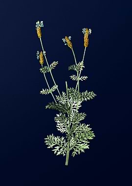 Blue Floral Illustration