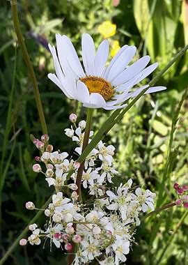 Oxeye daisy