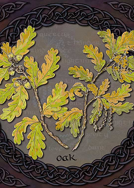 Celtic Oak
