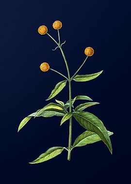 Blue Floral Illustration