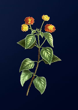 Blue Floral Illustration