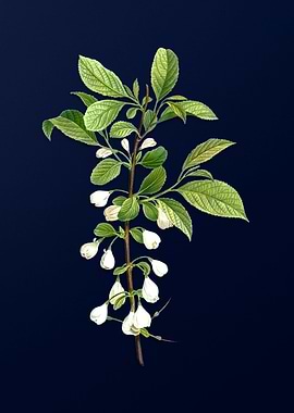 Blue Floral Illustration