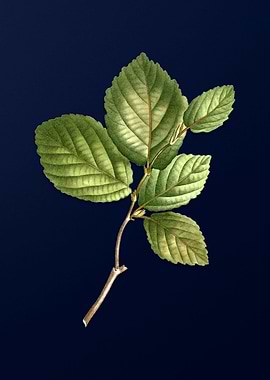 Botanical Painting on Blue