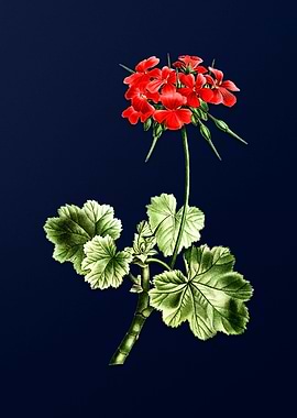 Vintage Scarlet Geranium