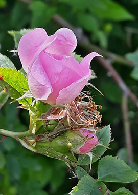 Wild rose