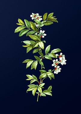 Rabbit Eye Blueberry