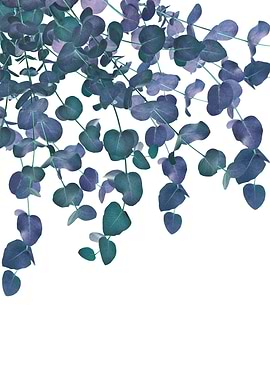 Eucalyptus Delight 3