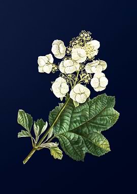 Vintage Oakleaf Hydrangea