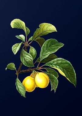 Ripe Plums on a Branch