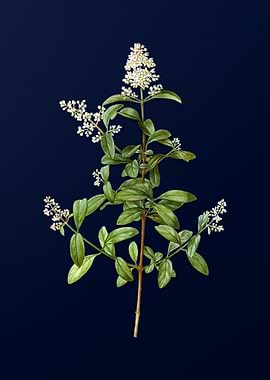 Vintage Wild Privet
