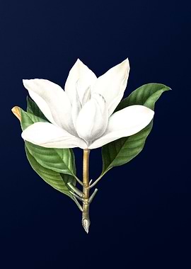 White Southern Magnolia