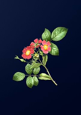 Vintage Redleaf Rose