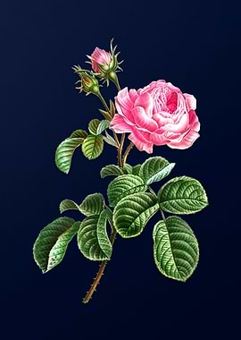 Vintage Provence Rose