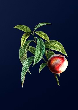 Vintage Peach on Deep Blue