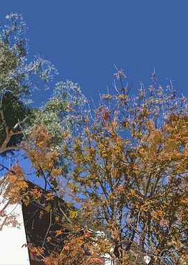 Autumn Leave Contrast