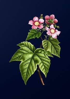 Purple Flowered Raspberry