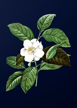 Vintage Stewartia Tree