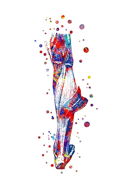 Leg muscle watercolor