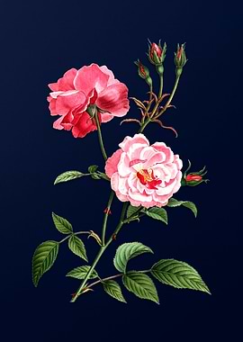 Vintage Ever Blowing Rose