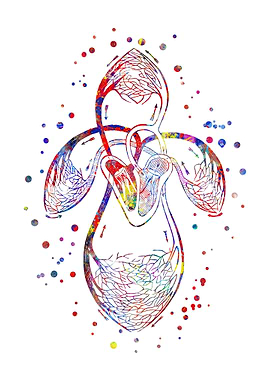 Human organ of circulation