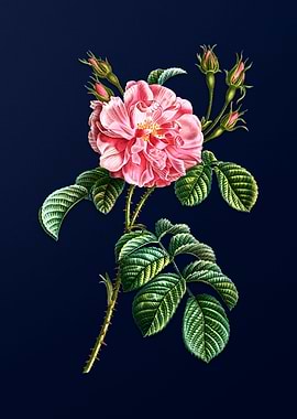 Vintage Pink Wild Rose